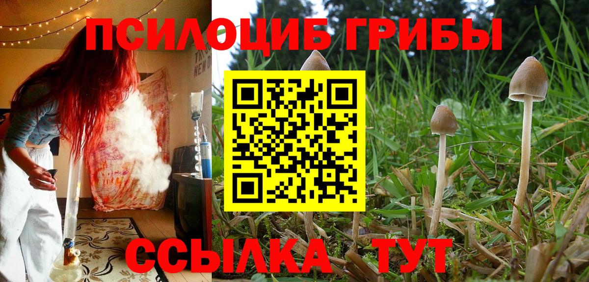 закладки  Владимир  Псилоцибиновые грибы Psilocybine cubensis 